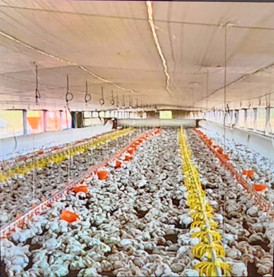 Poultry Housing Project- Goromonzi